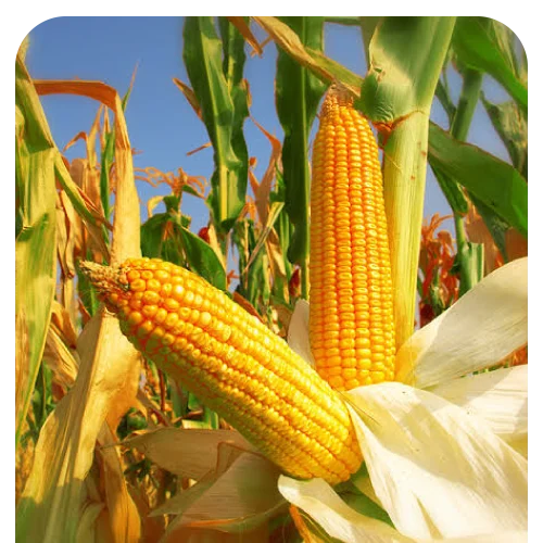 Yellow Corn GMO