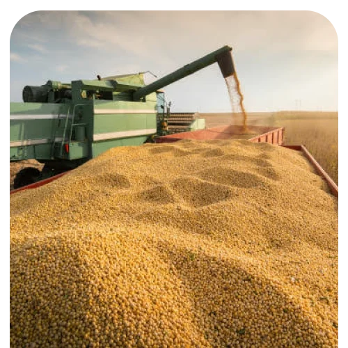Soybean Origin Brazil