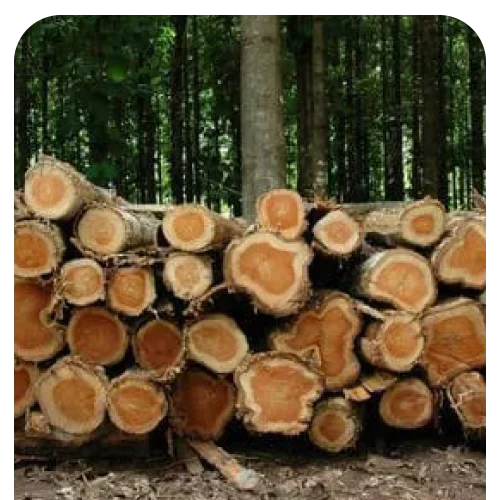 Pine and Eucalyptus Wood